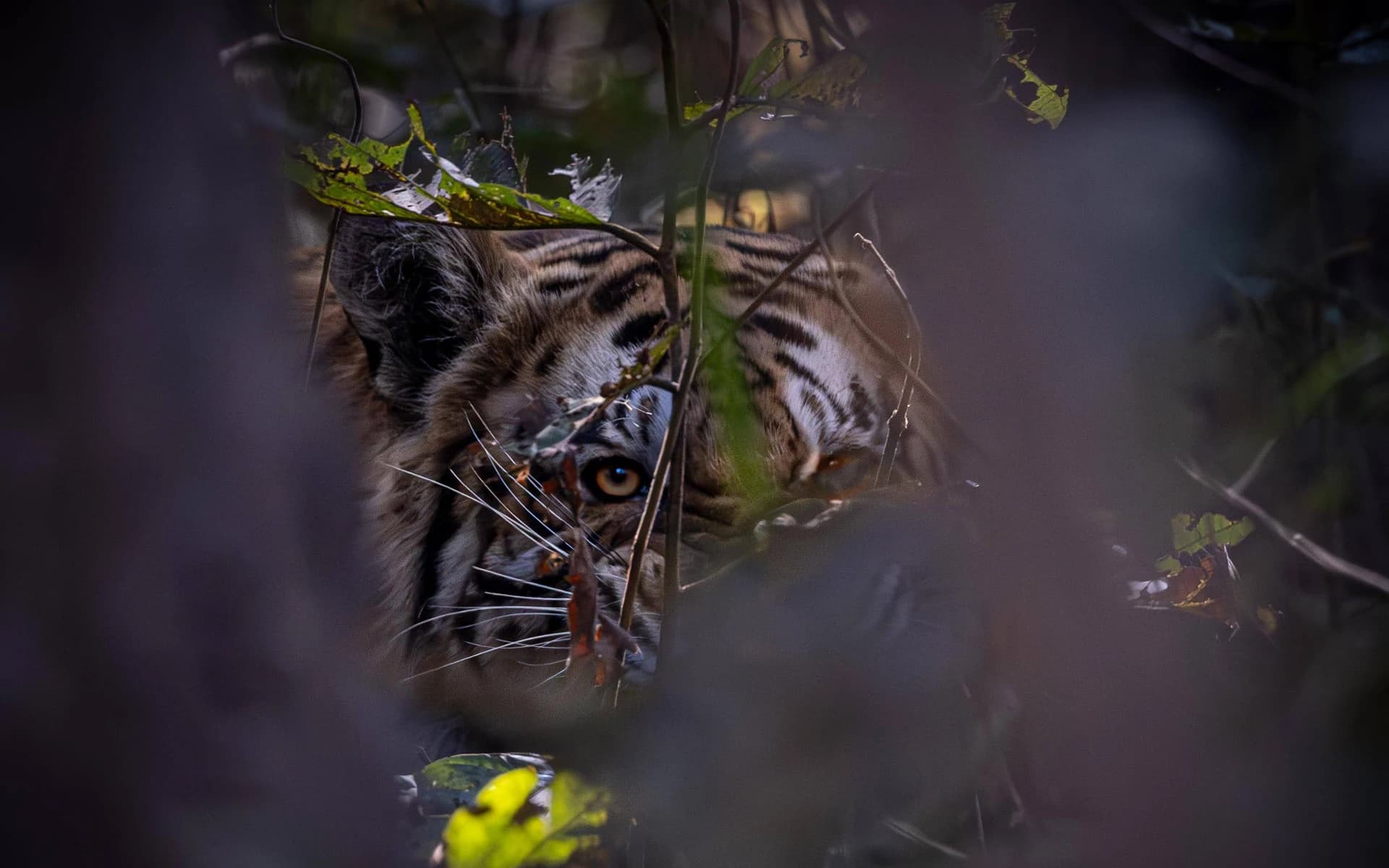 Discover Nepal’s Top 5 Wildlife Safaris