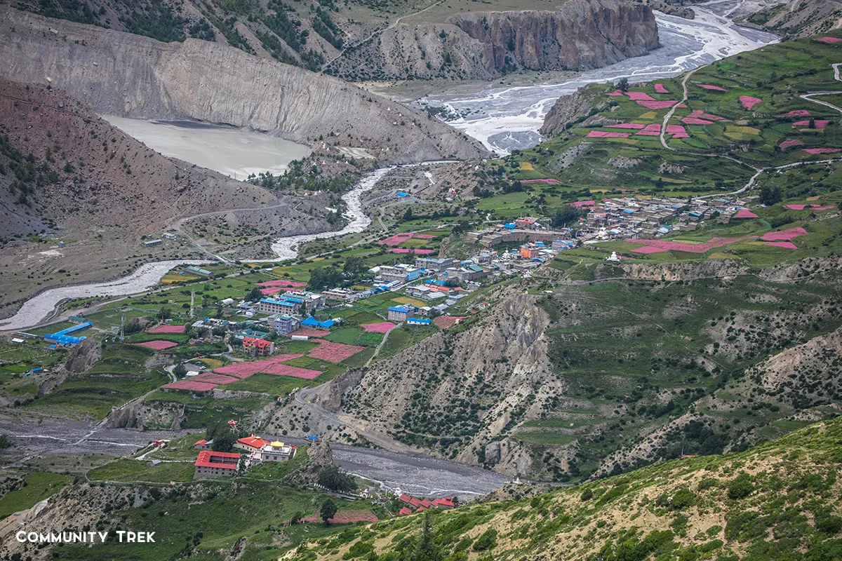 Manang Village surrounded by blooming buckwheat fields in summer