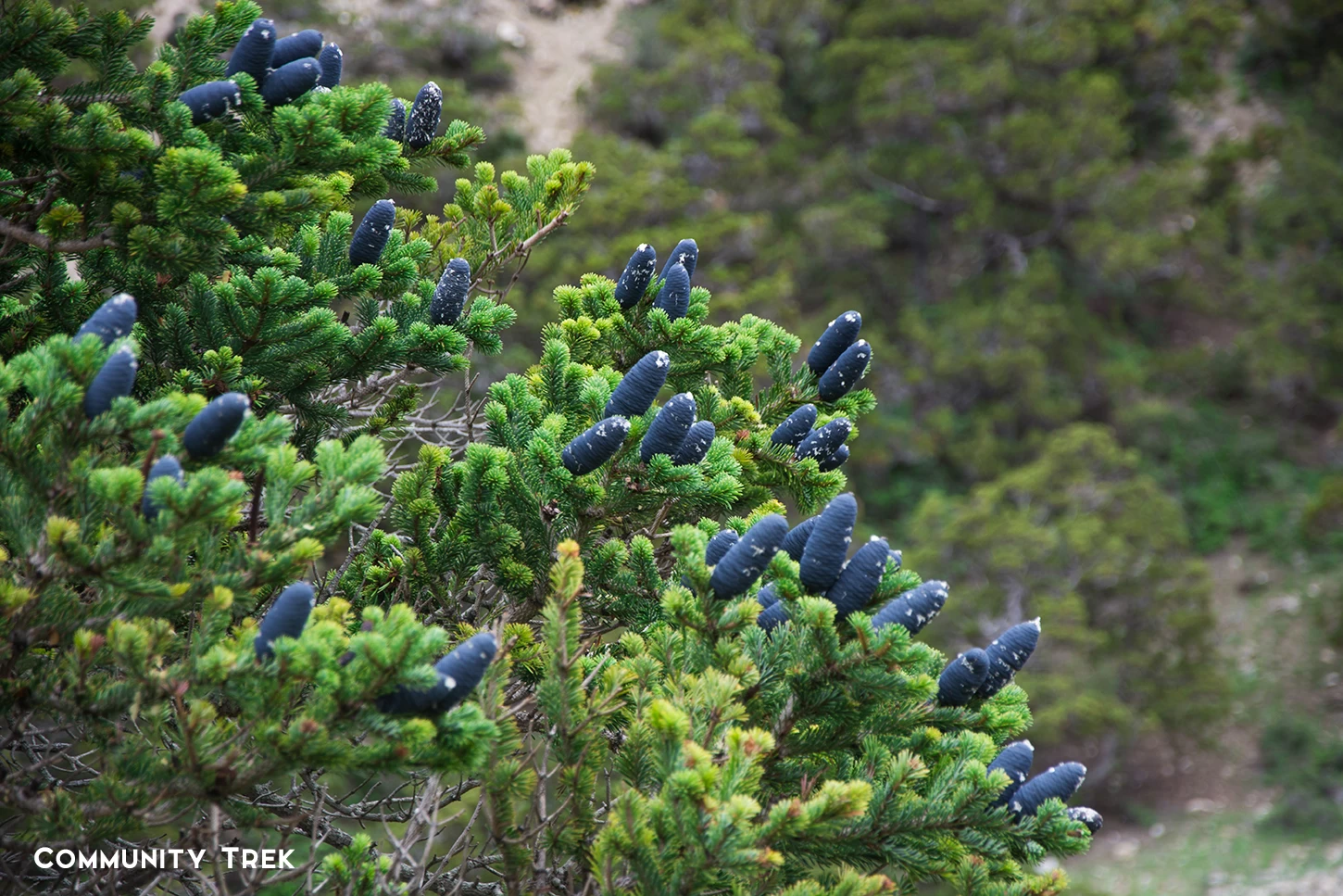  Alpine Tree, Narphu Valley Trek. 