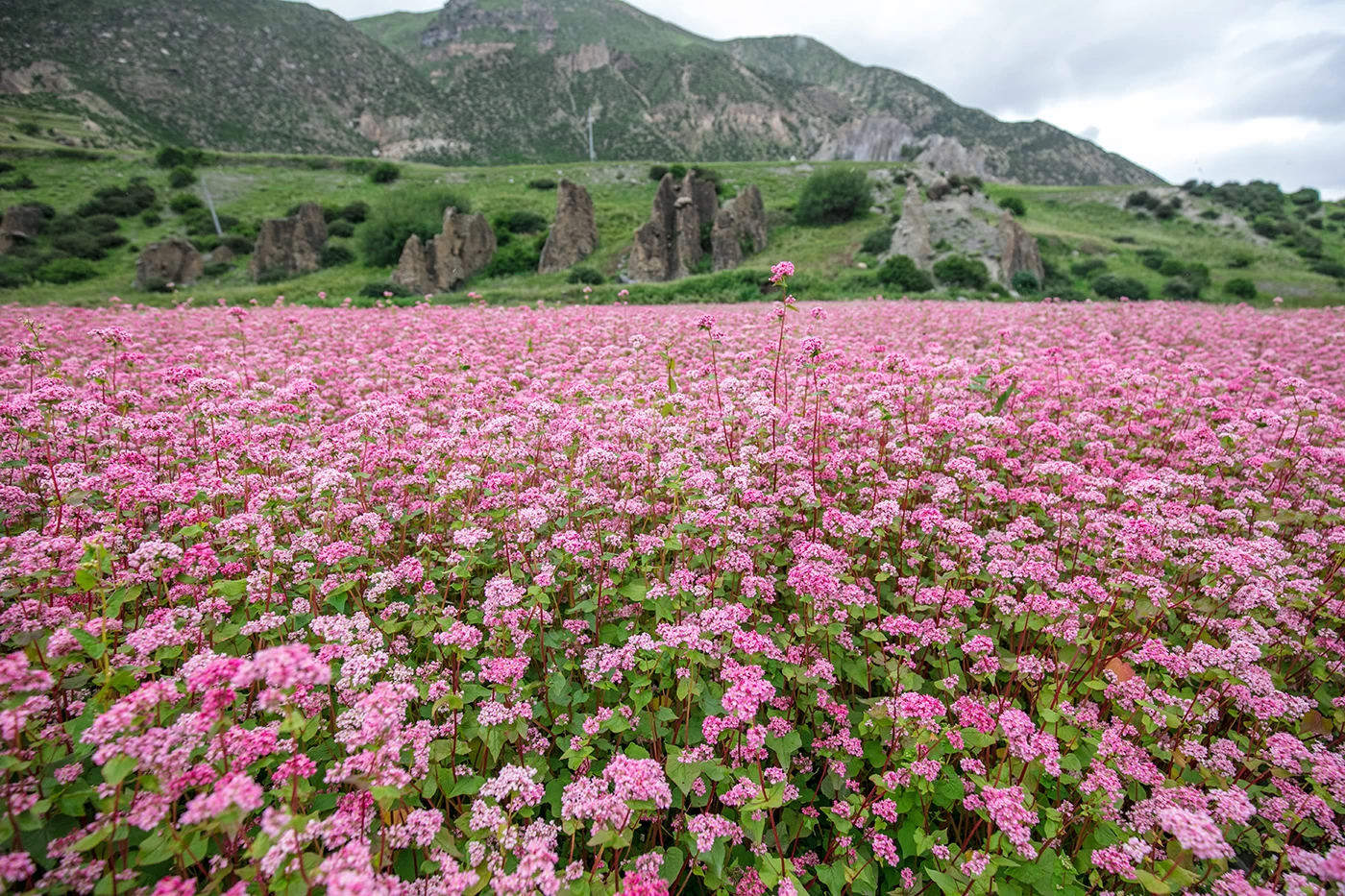  Bouquet of meadow flowers in Manang, Annapurna 