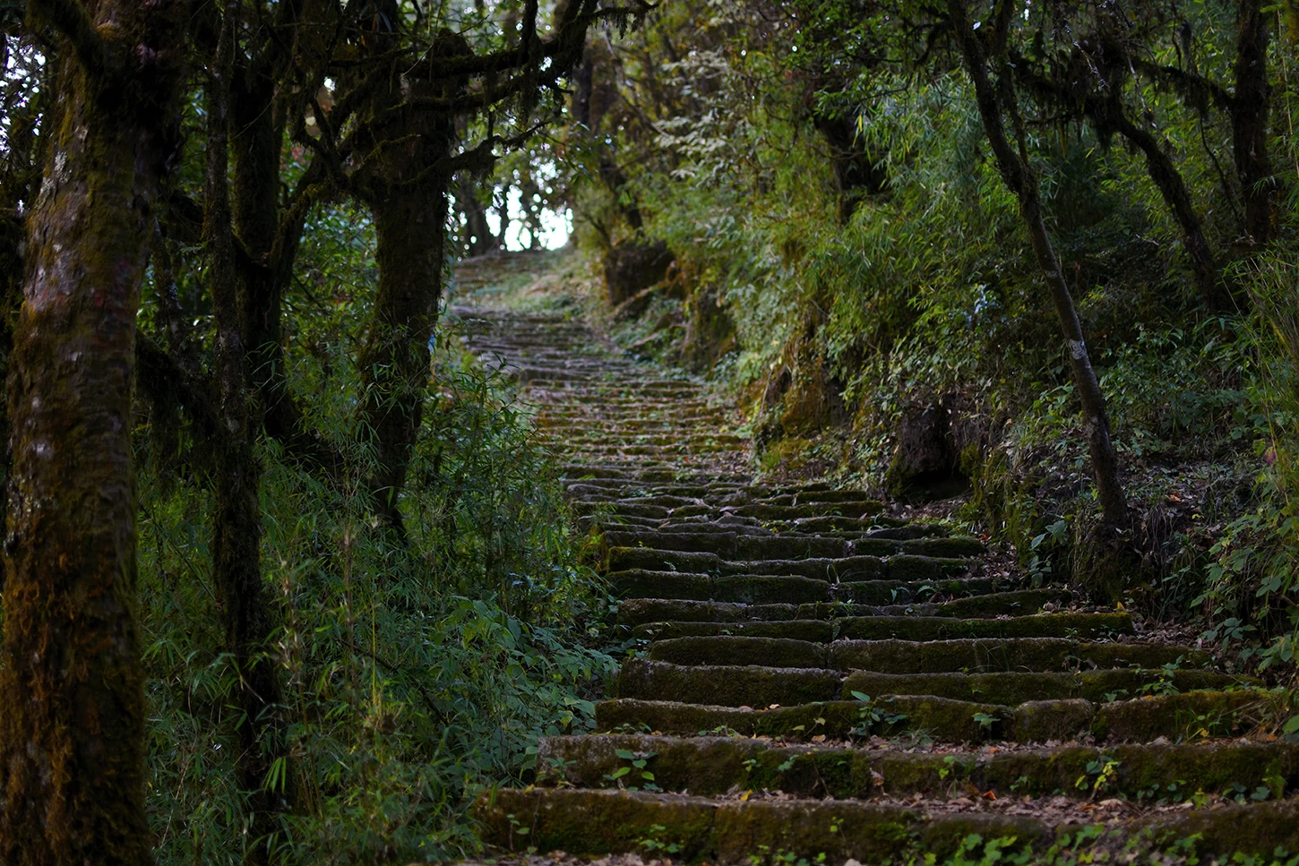  Day Hiking Shivapuri National Park, Kathmandu. 