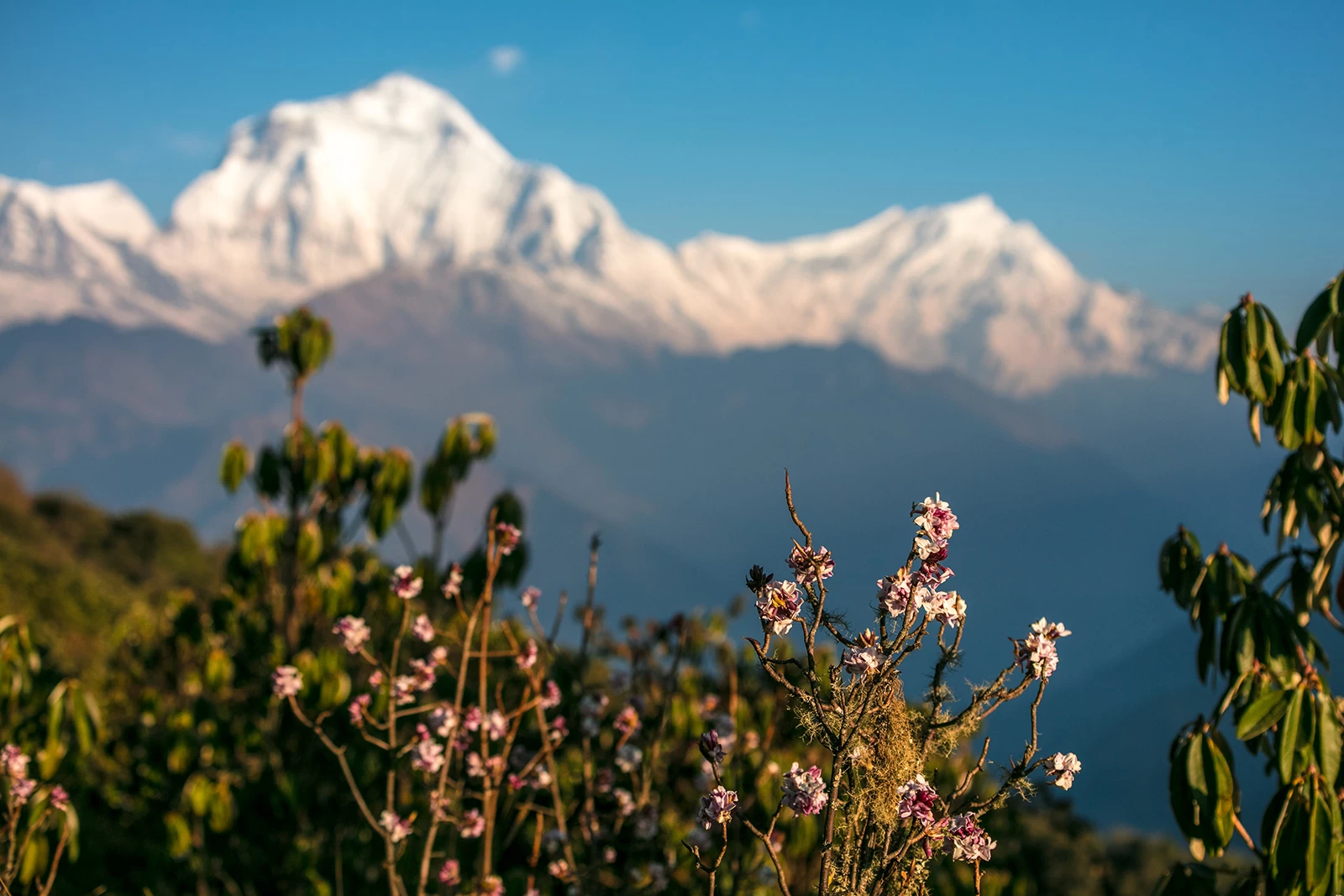  Mount Dhaulagiri view from Poon Hill. 