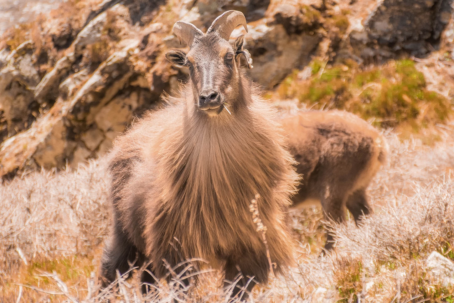  Mountain Goat, Everest. 