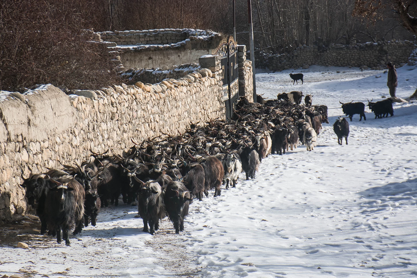  Sheeps trying to find warm sun in winter, upper Mustang. 