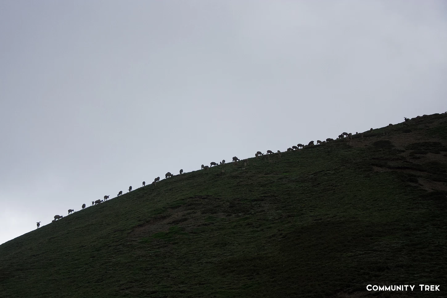  Wild Life, Annapurna. 