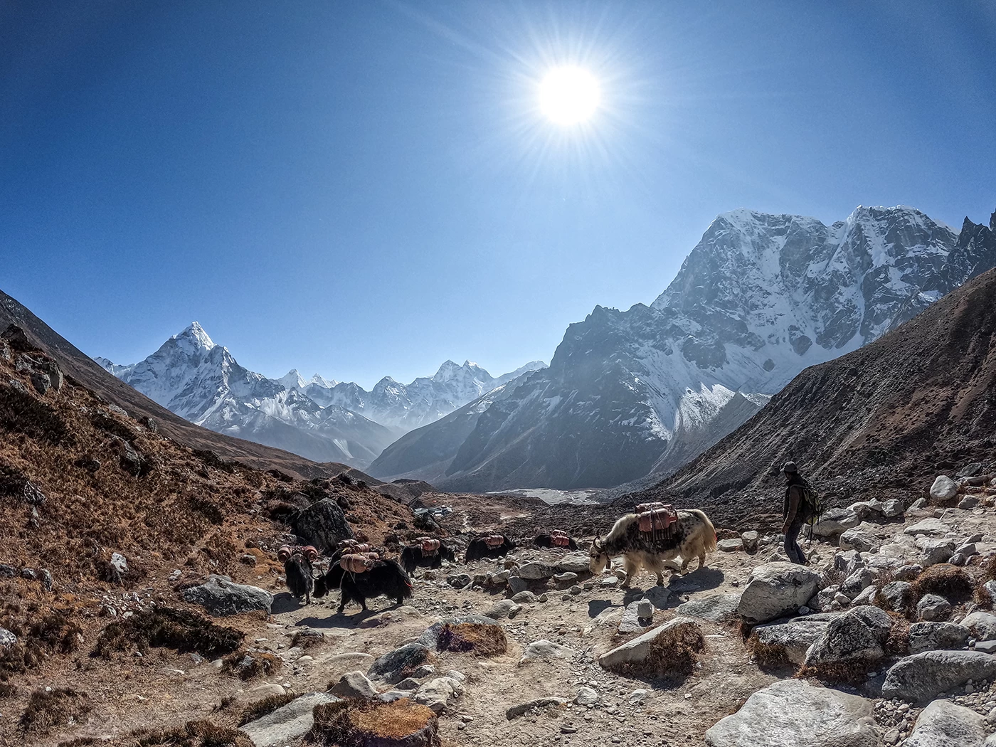  Yak Caravan Everest. 