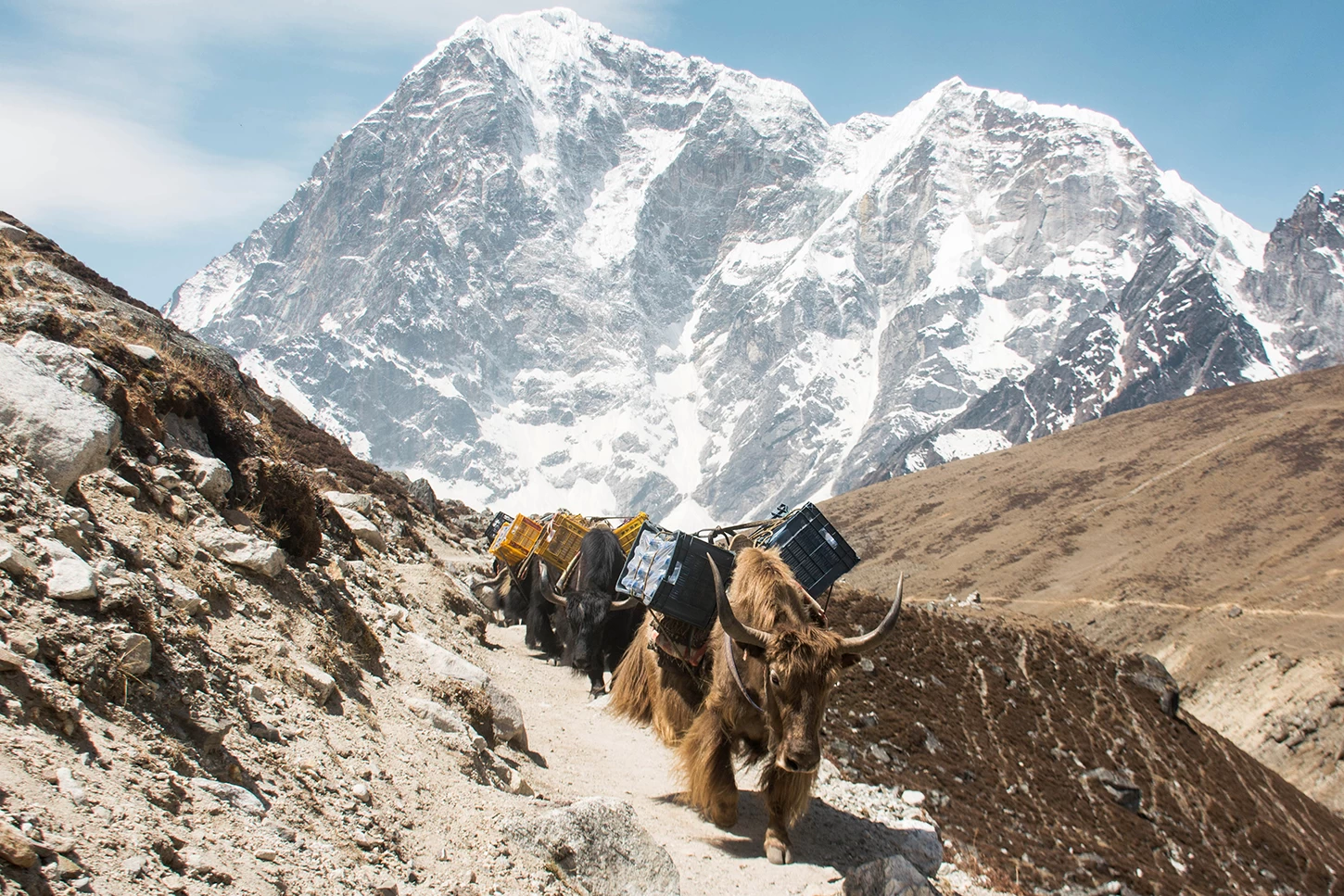  Yaks caravan in Everest. 