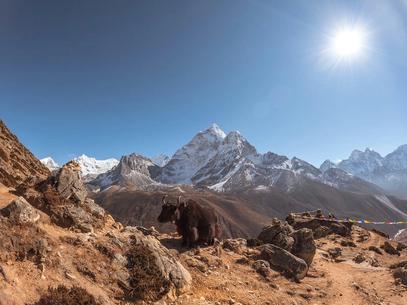  Yaks on the trail. 