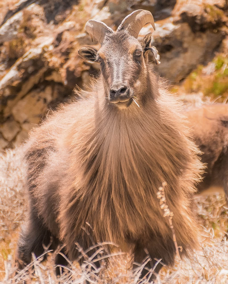 The Gokyo Valley Comfort Trek's feature image